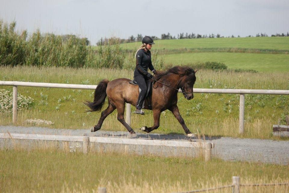 Islænder Brokí frá Grenivík billede 15