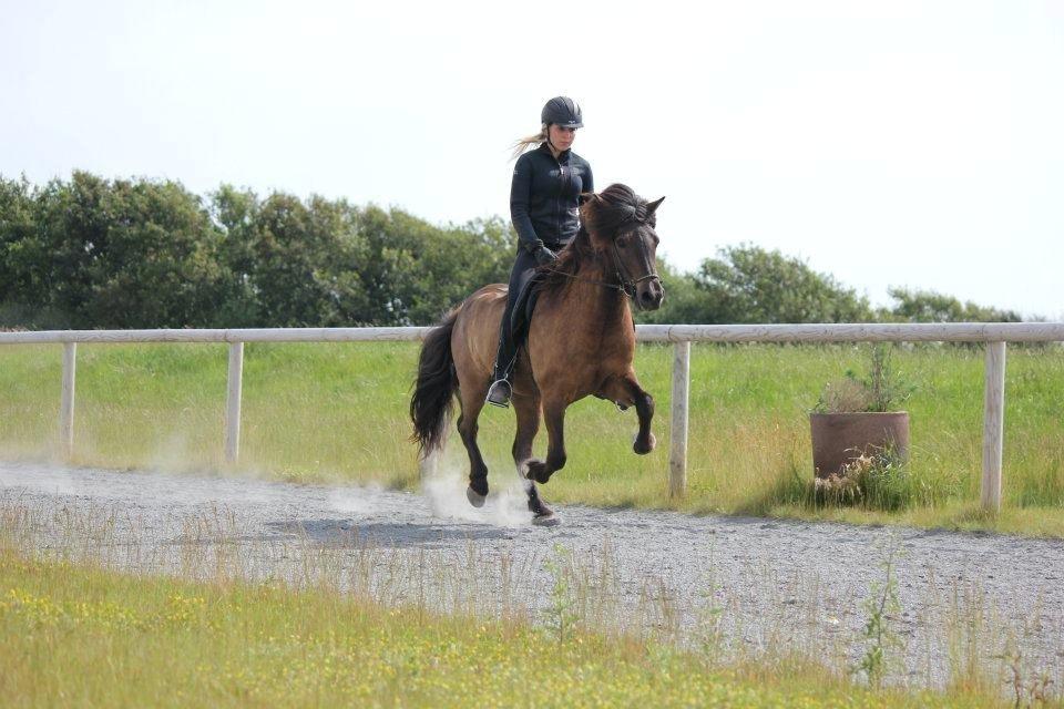 Islænder Brokí frá Grenivík billede 16