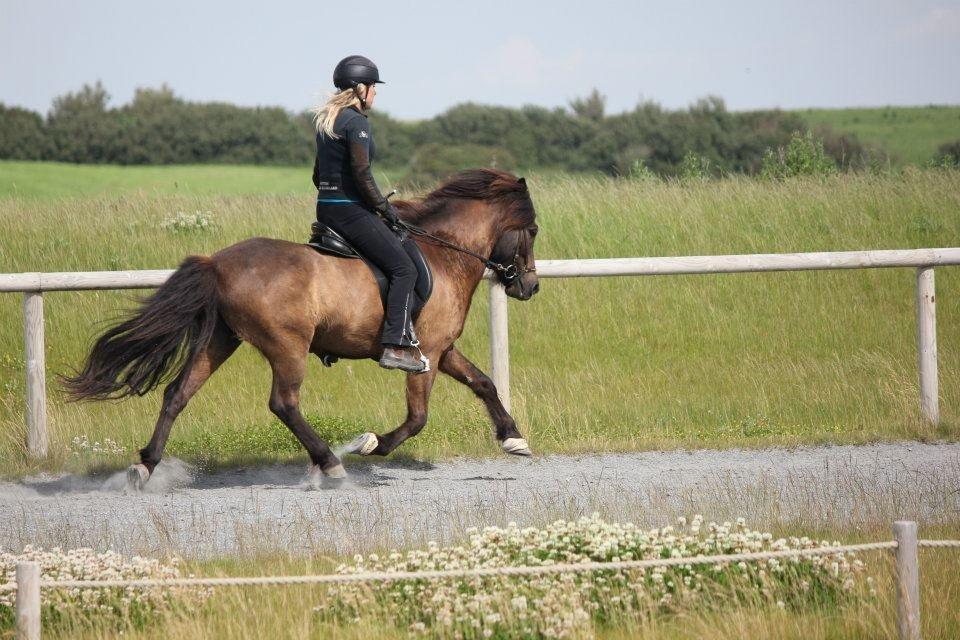 Islænder Brokí frá Grenivík billede 17