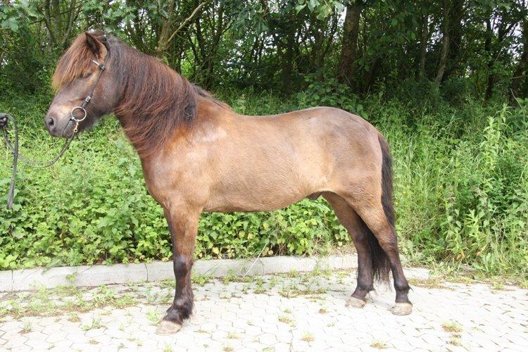 Islænder Brokí frá Grenivík billede 18