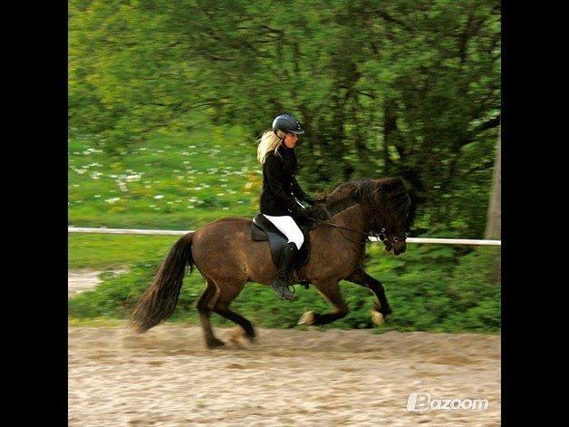 Islænder Brokí frá Grenivík billede 19