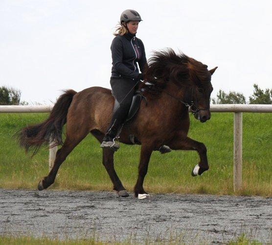 Islænder Brokí frá Grenivík billede 20