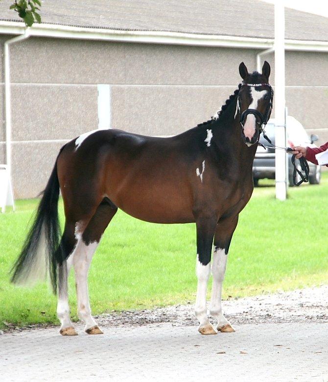 Pinto GOLFINO ( EU Hingst ) billede 1