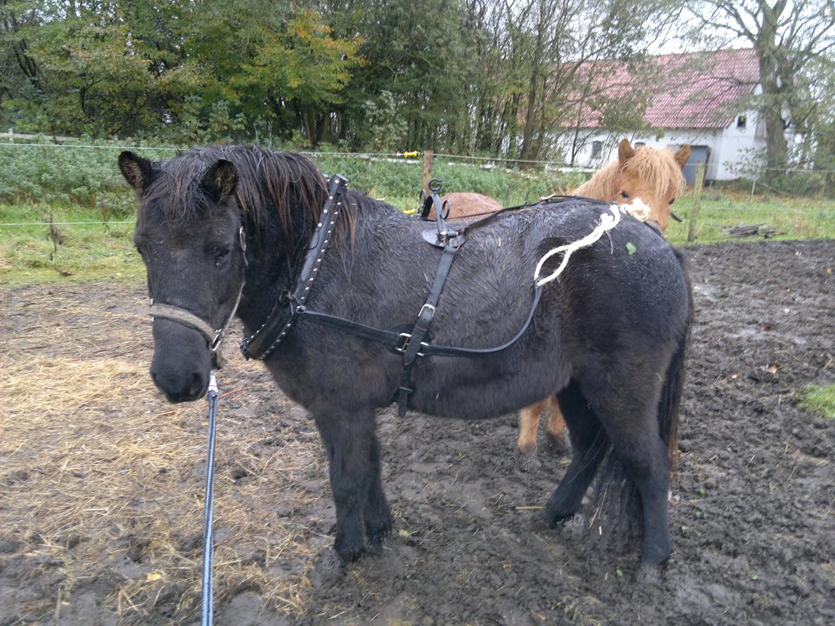 Islænder Mýsla - 29okt første gang med den nye sele på... billede 13