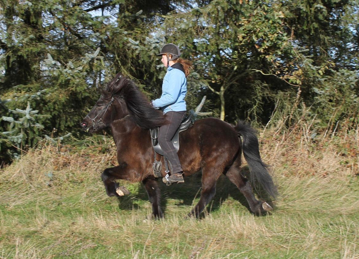Islænder Kórall fra Dalsmynni - efterår 2012 billede 6