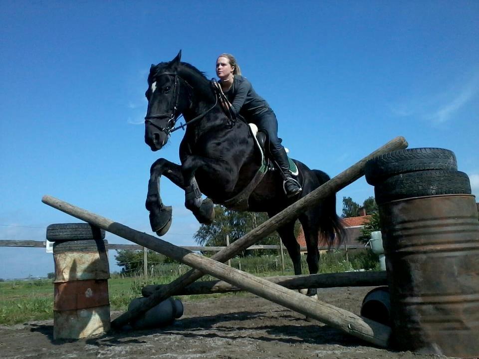 Oldenborg Charmeur *Hingst* billede 1