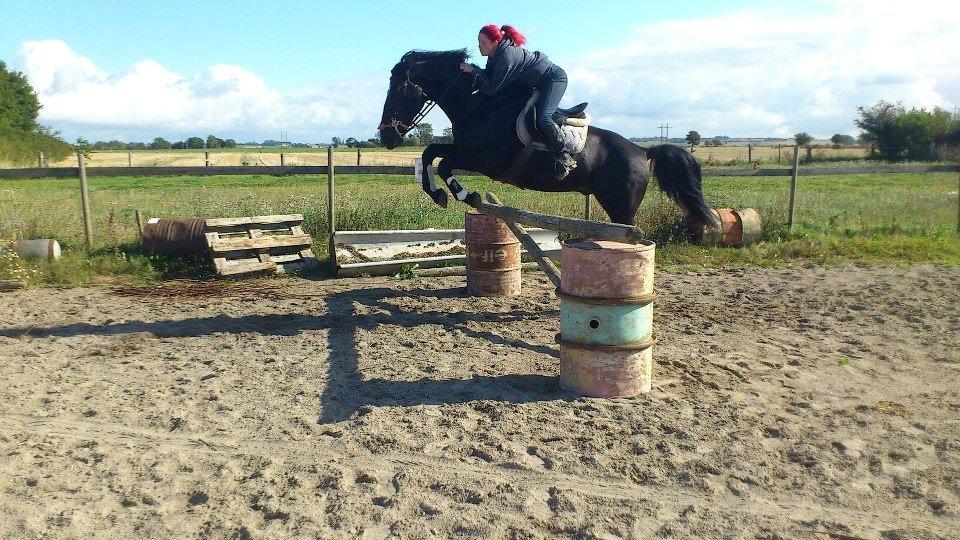 Oldenborg Charmeur *Hingst* billede 2