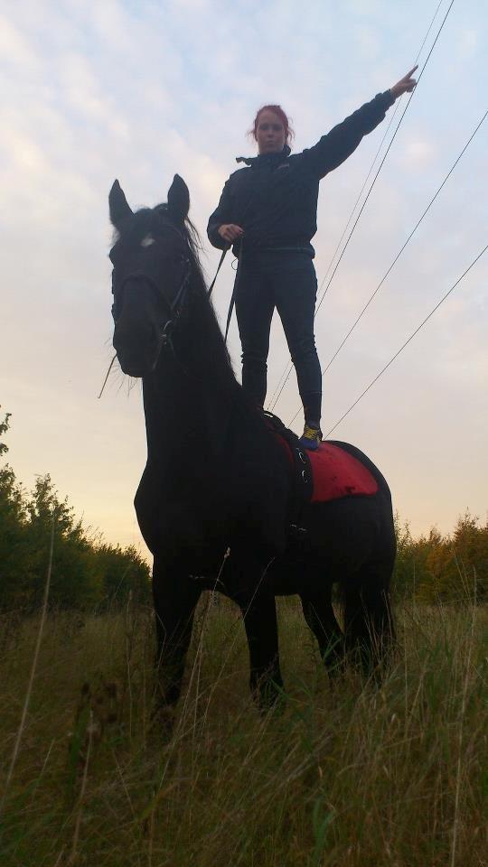 Oldenborg Charmeur *Hingst* billede 3