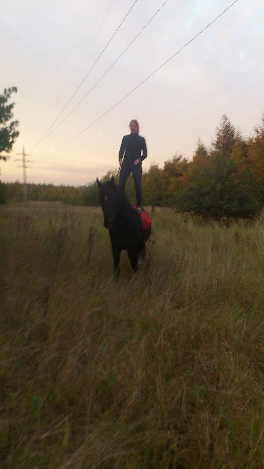 Oldenborg Charmeur *Hingst* billede 4