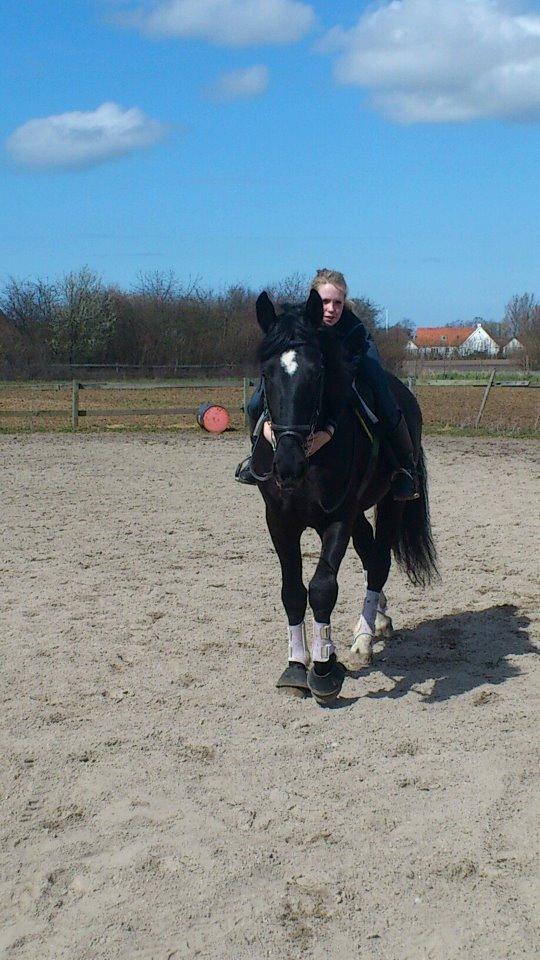 Oldenborg Charmeur *Hingst* billede 5