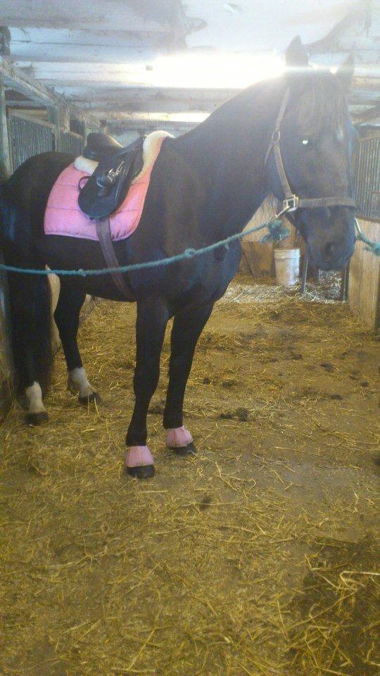 Oldenborg Charmeur *Hingst* billede 6