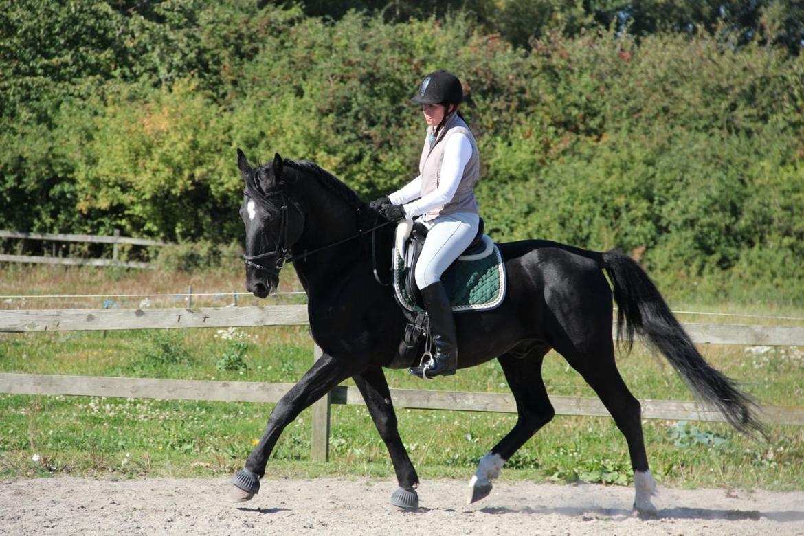 Oldenborg Charmeur *Hingst* - margit larsen billede 7