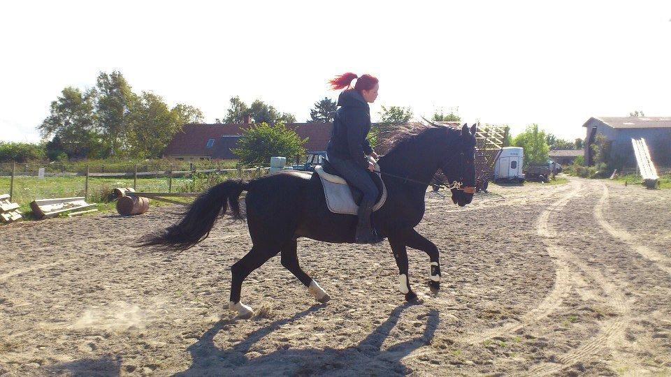 Oldenborg Charmeur *Hingst* billede 9