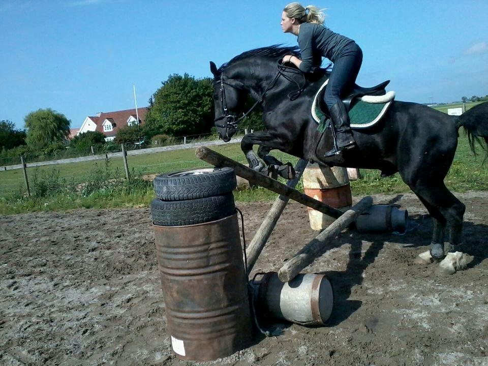 Oldenborg Charmeur *Hingst* billede 10