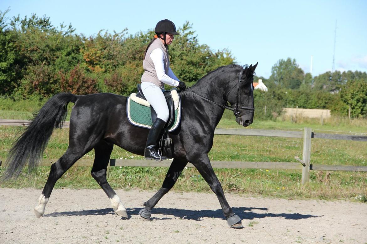 Oldenborg Charmeur *Hingst* - margit larsen billede 11
