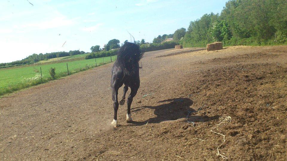 Oldenborg Charmeur *Hingst* - Farvel og tak :) billede 20