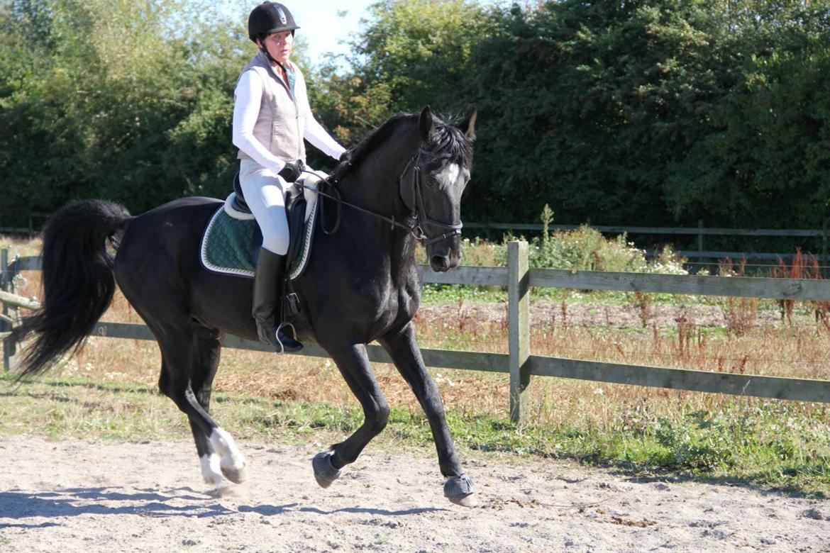 Oldenborg Charmeur *Hingst* - margit larsen billede 12