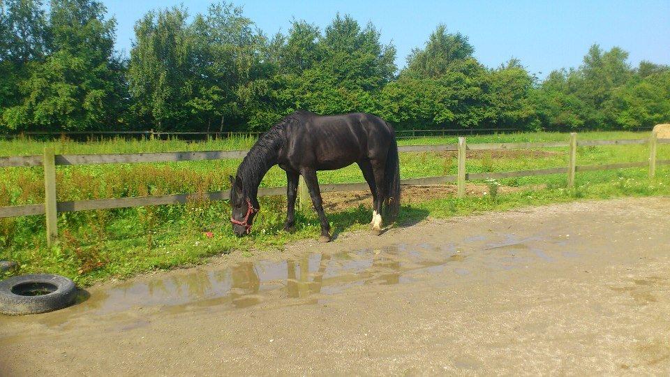 Oldenborg Charmeur *Hingst* billede 13