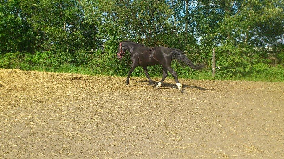 Oldenborg Charmeur *Hingst* billede 15