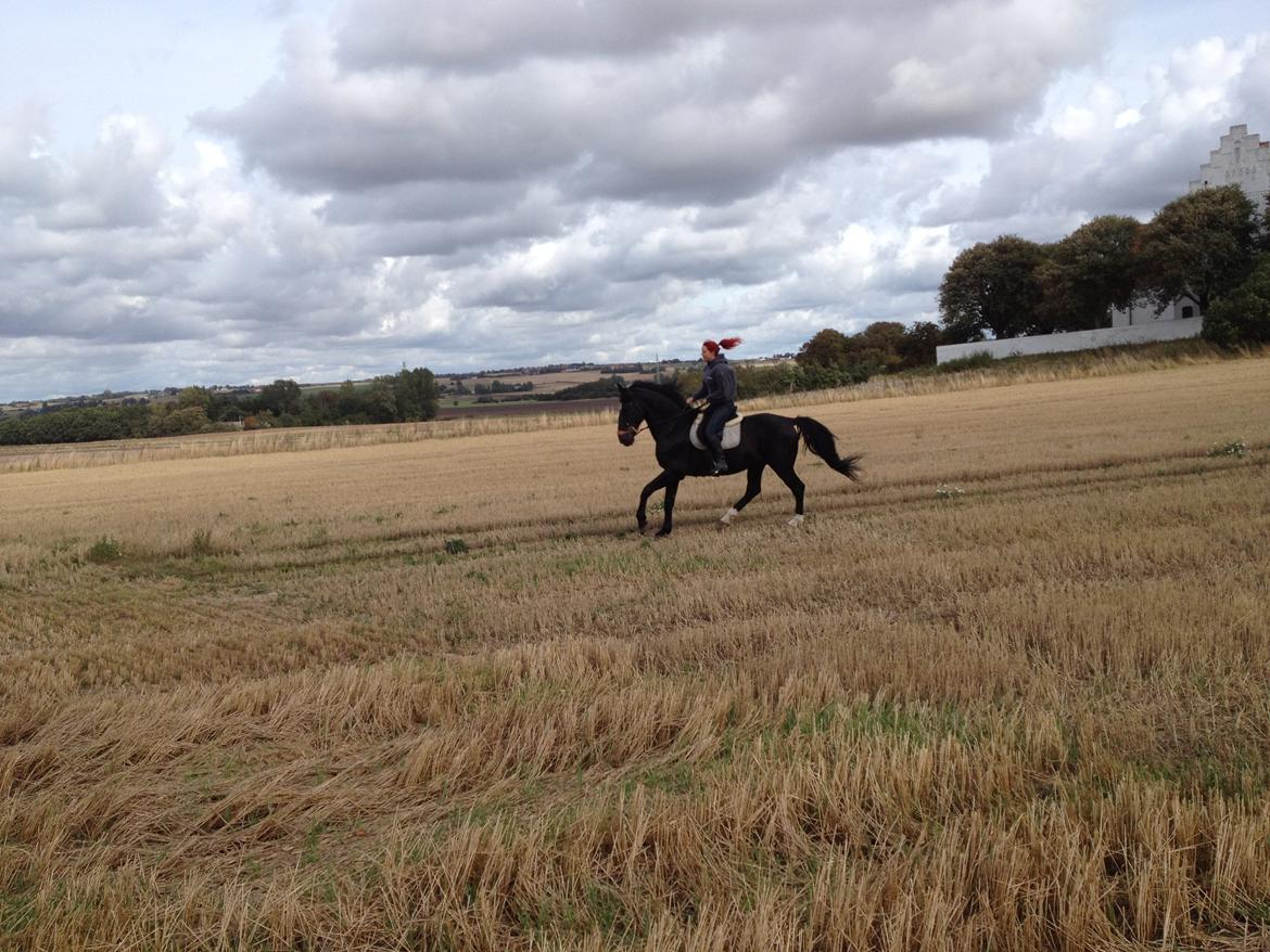 Oldenborg Charmeur *Hingst* billede 16
