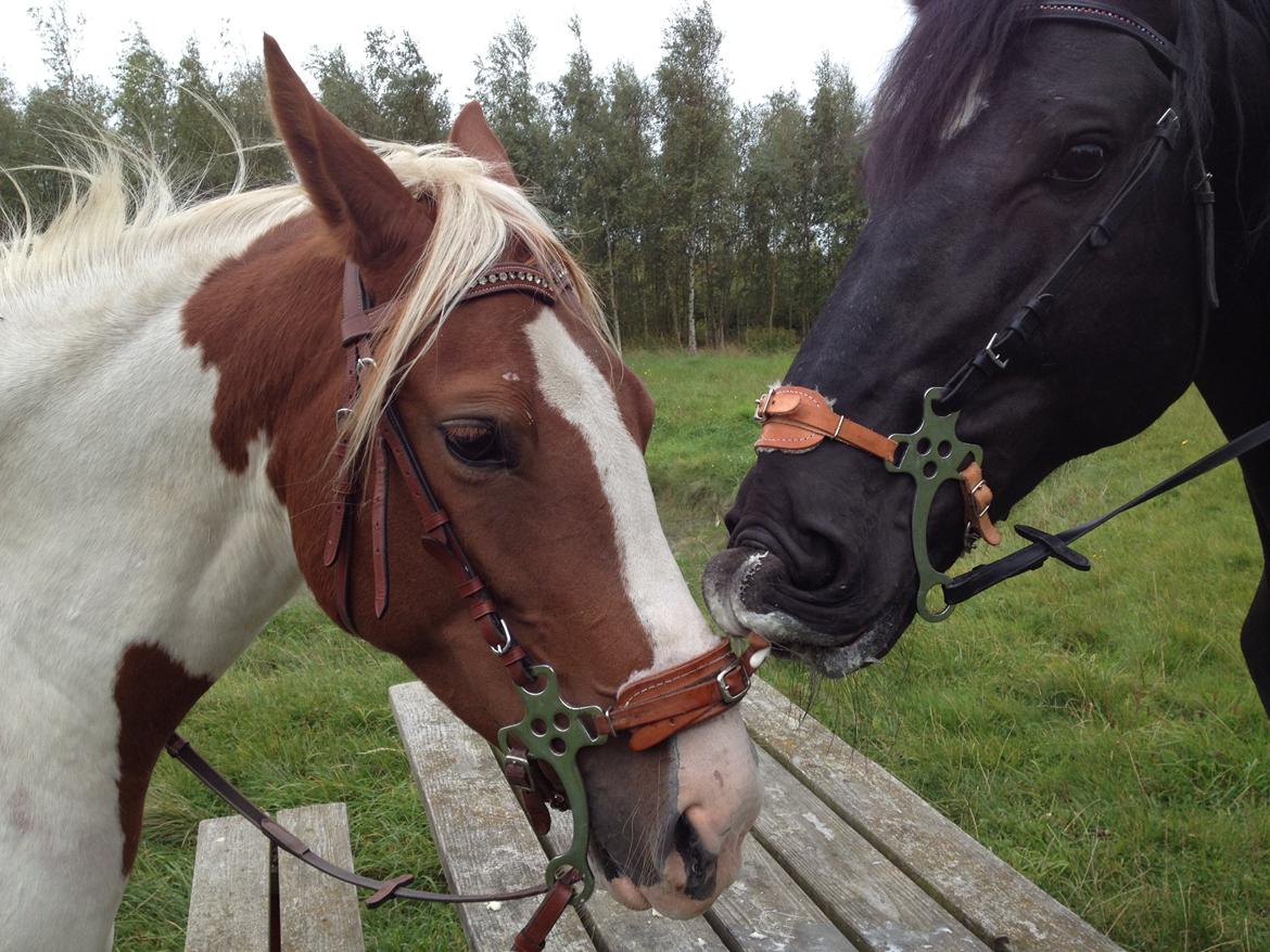 Oldenborg Charmeur *Hingst* - Så er han på kæreste tur  billede 17