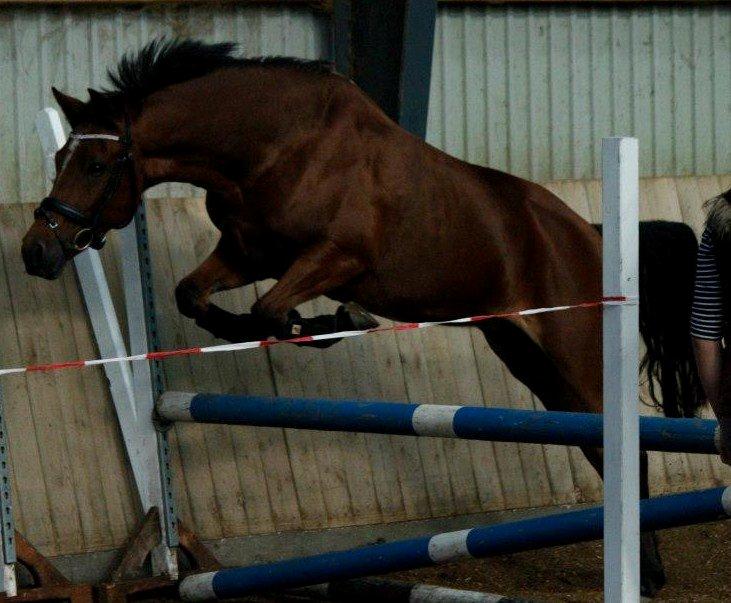 New Forest Kantje´s Wesley billede 2