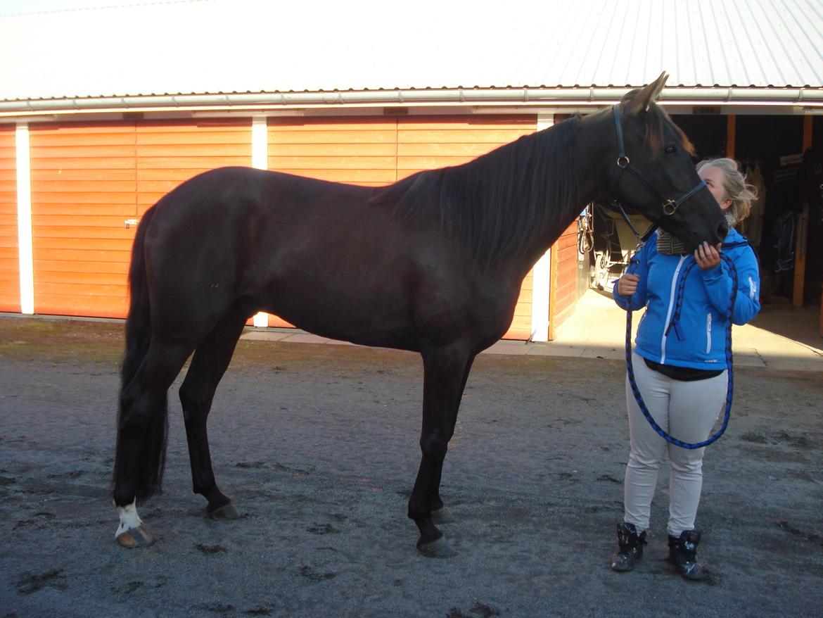 Traver Silas billede 3