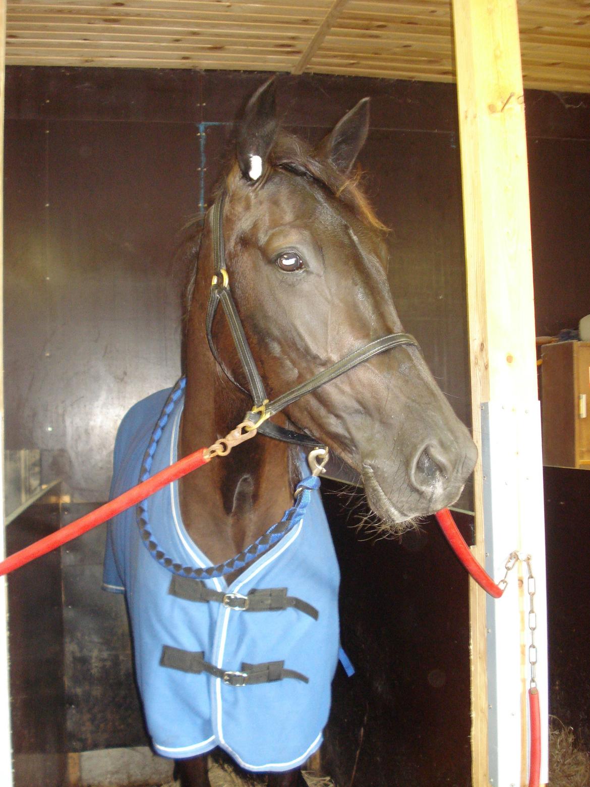 Traver Silas billede 4