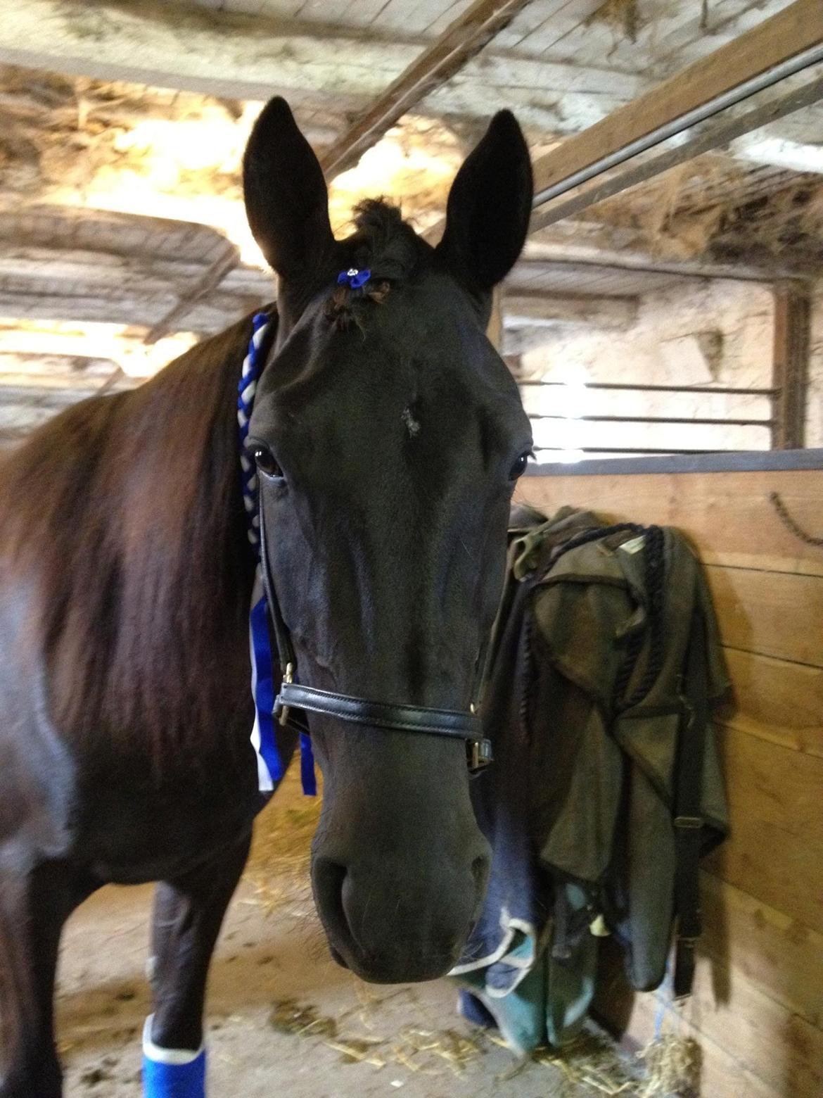 Traver Silas billede 5