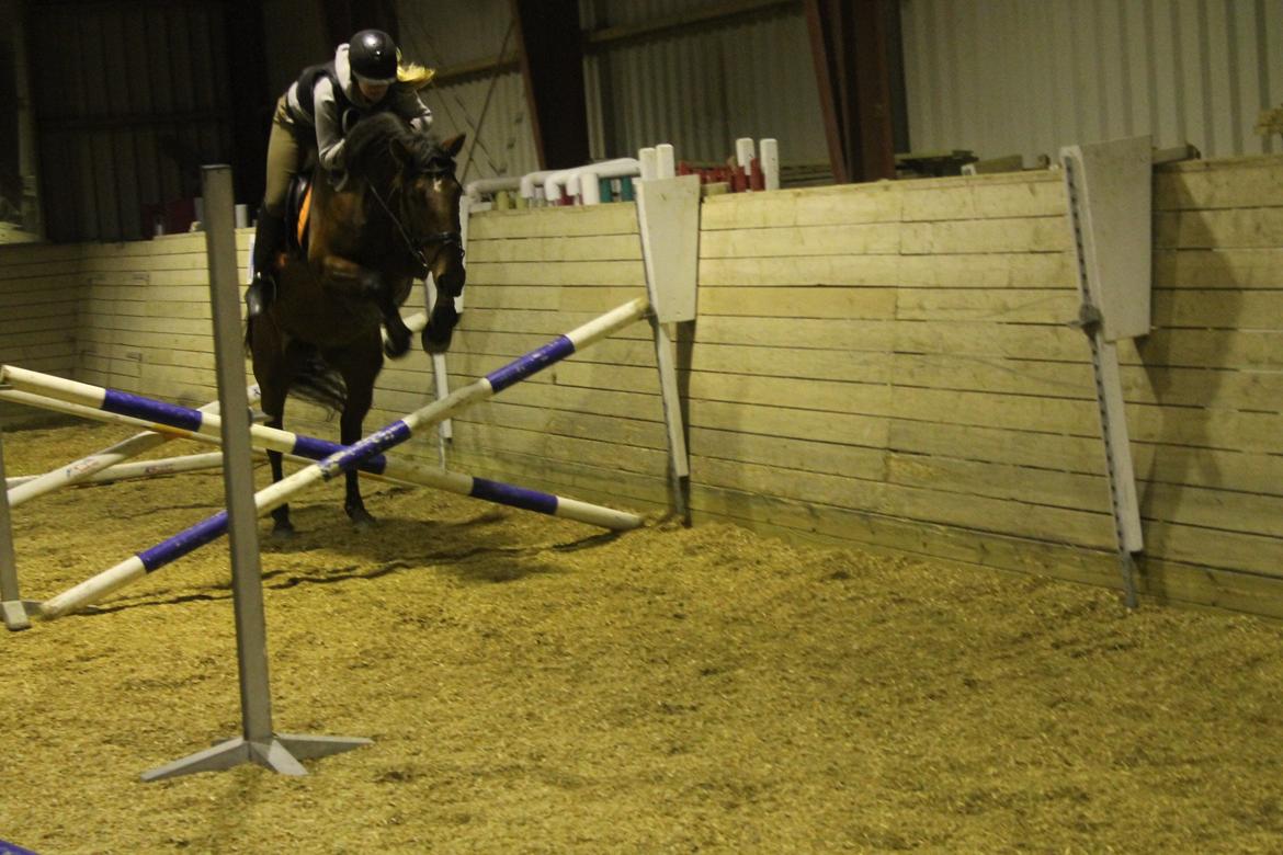 Anden særlig race Gavnbogaards Sofia - første gang hun springer atempo billede 14