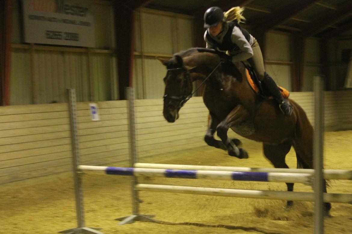 Anden særlig race Gavnbogaards Sofia billede 9