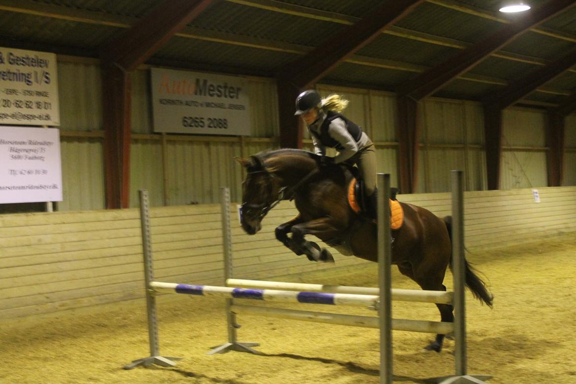 Anden særlig race Gavnbogaards Sofia - lidt gym. spring derfor ikke så højt billede 2