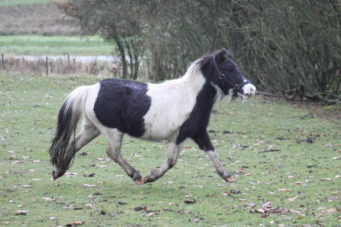 Shetlænder Nini. *Baby* - 29-10-2012. billede 8