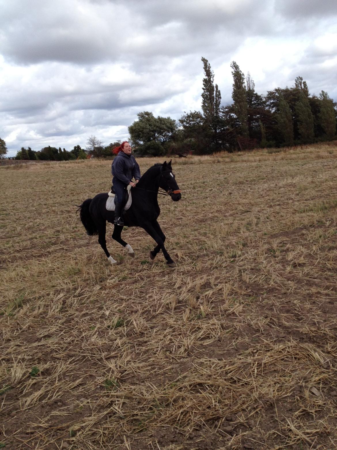 Oldenborg Charmeur *Hingst* billede 19