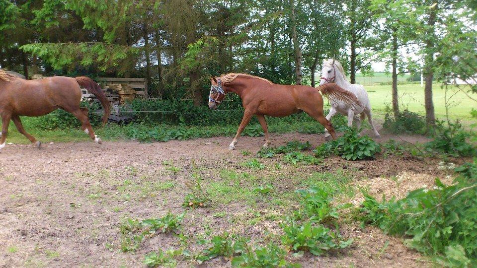 Knabstrupper Golden Nemo himmel hest  billede 20