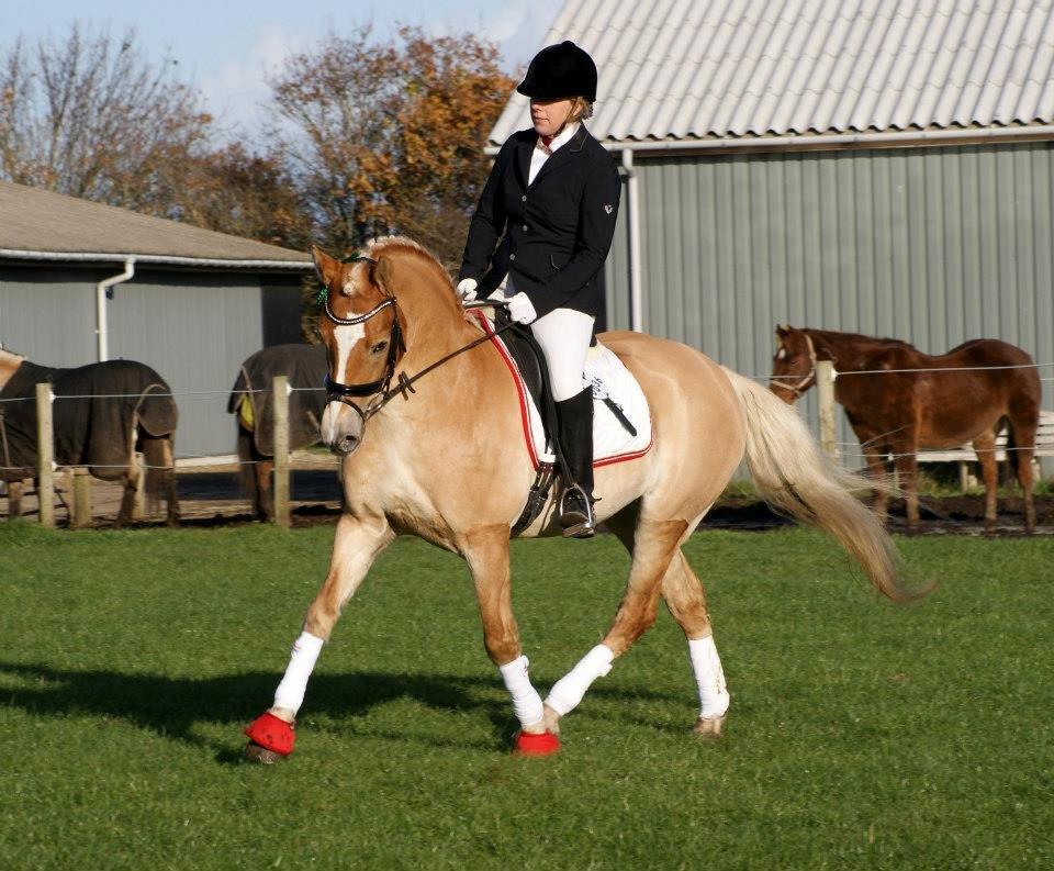 Haflinger My Fair Lady.SAVNET ;( - stævne i skjern 26 okt 2012 billede 19