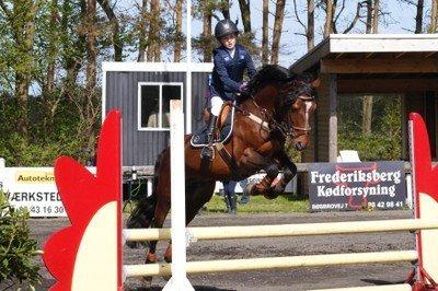 Connemara Hesteklewas Cadot ( B pony) - Kallehavegård LB billede 4