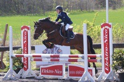 Connemara Hesteklewas Cadot ( B pony) - Kallehavegård LA1 billede 7