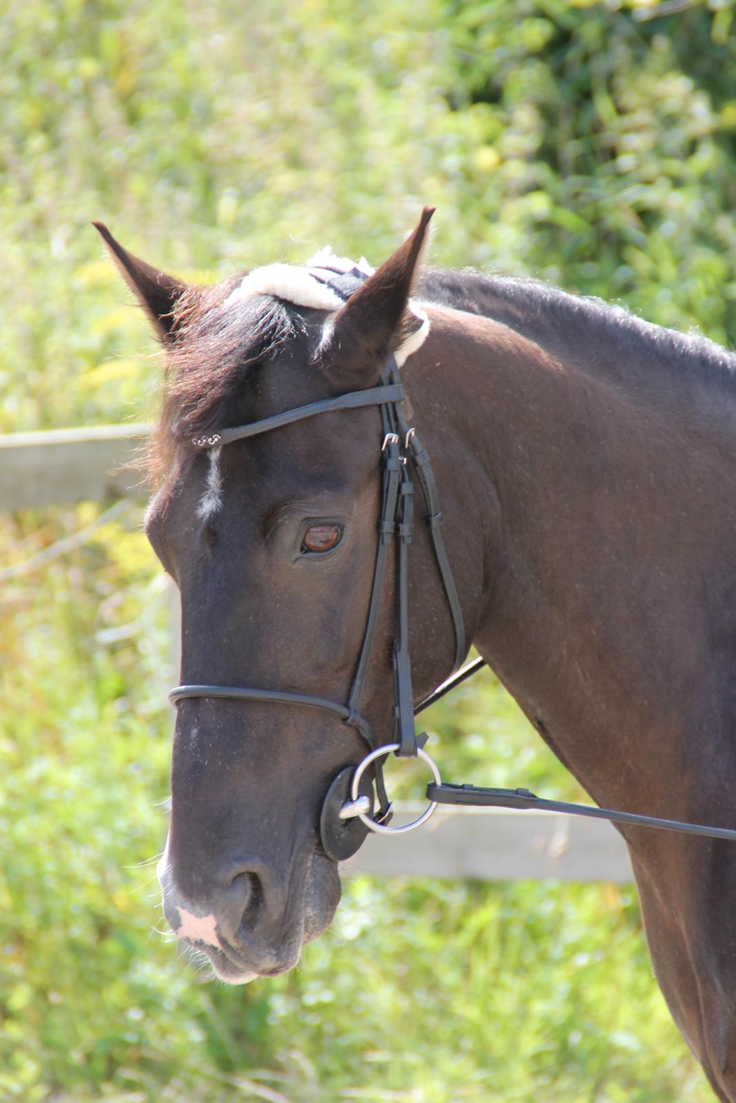 Anden særlig race Leika - Smukke Ponzer! <'3 billede 16