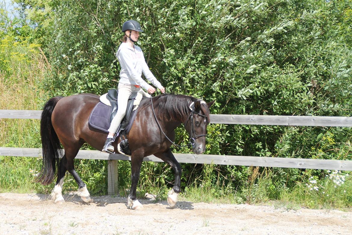 Anden særlig race Leika billede 17