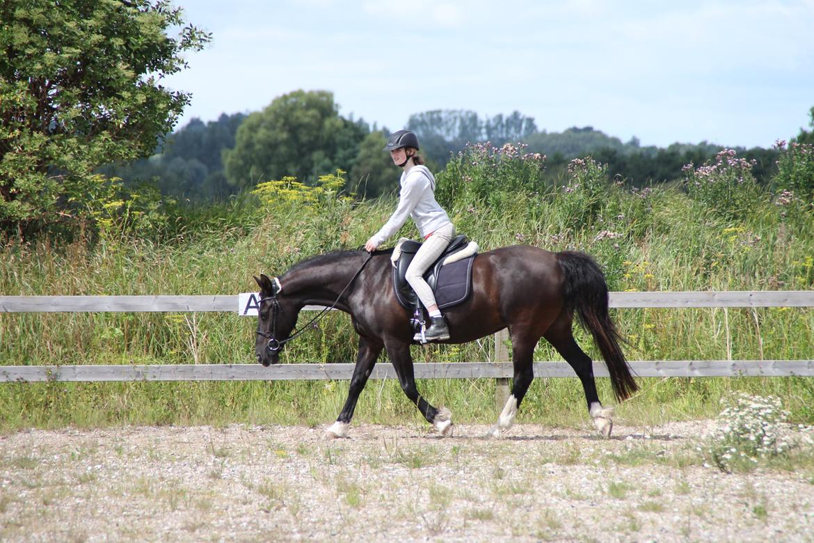 Anden særlig race Leika billede 19