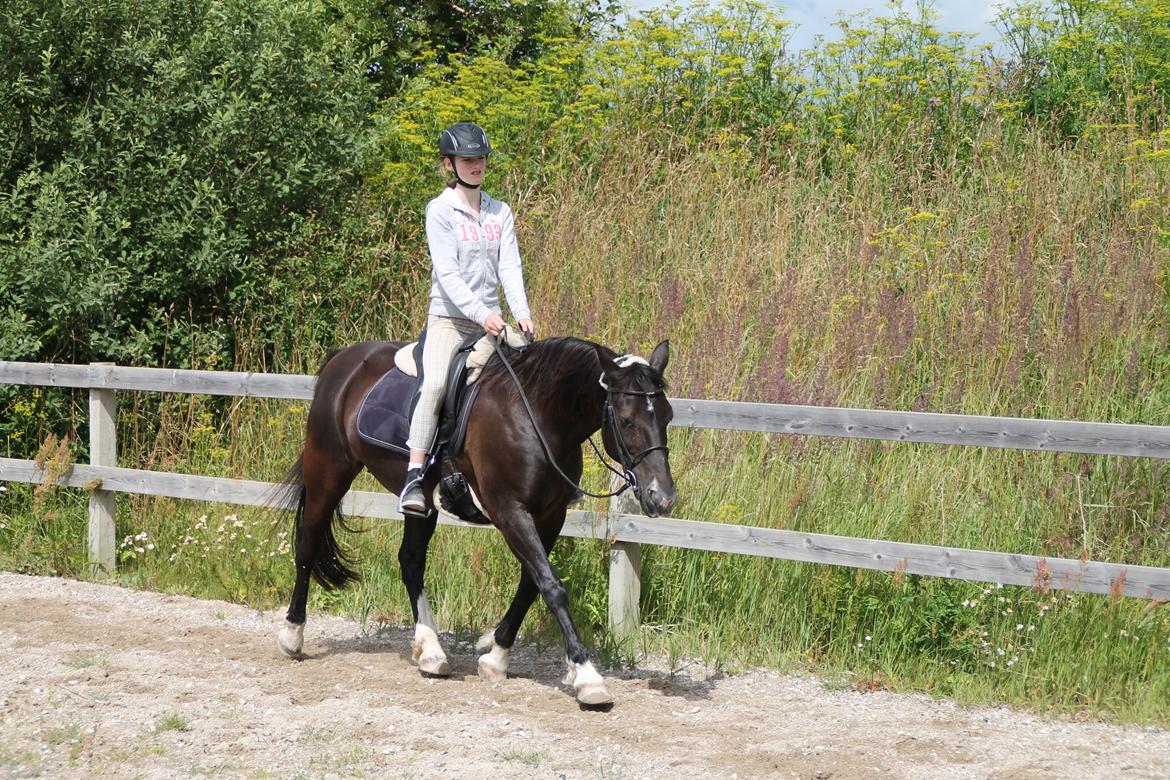 Anden særlig race Leika billede 20