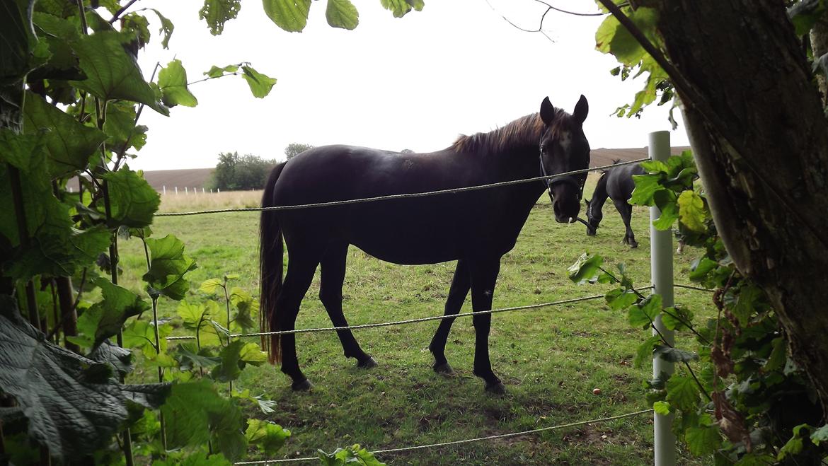Welsh Pony af Cob-type (sec C) klarisa søblink - sommeren 2012, lidt tyk og sådan :D <3 billede 13