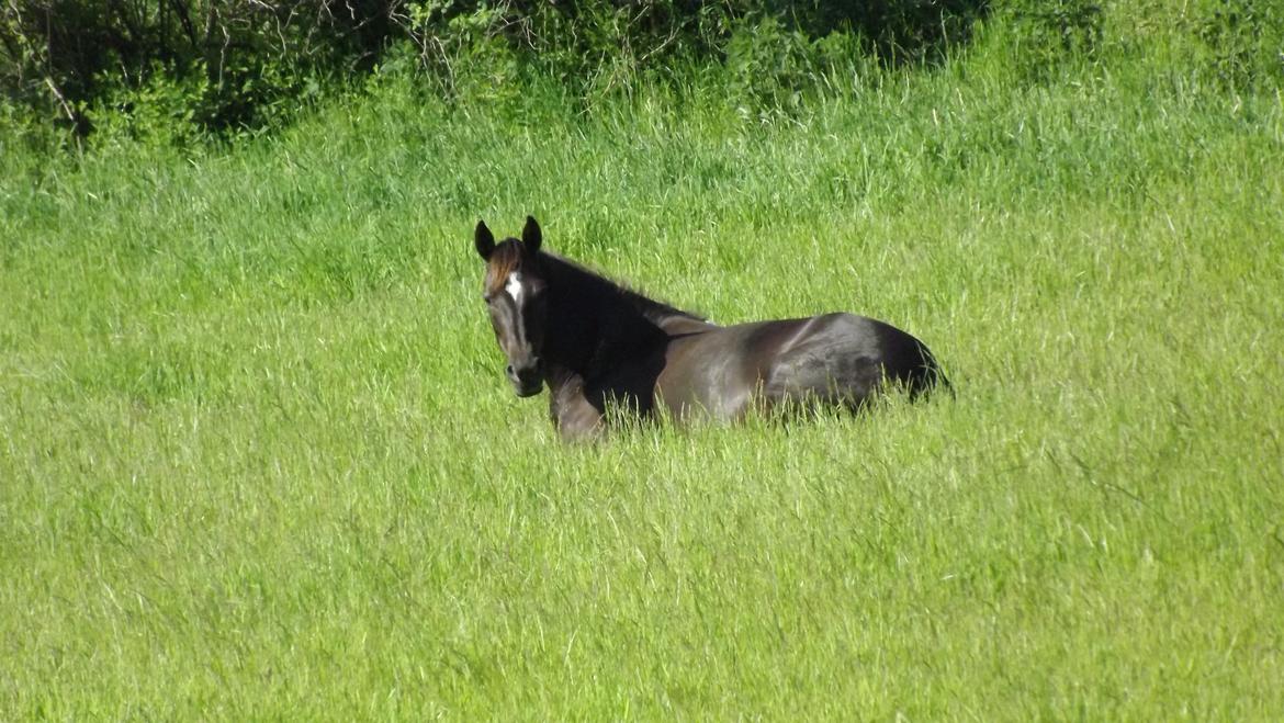 Welsh Pony af Cob-type (sec C) klarisa søblink - Hun nyd sommeren i 2012! <3  billede 18
