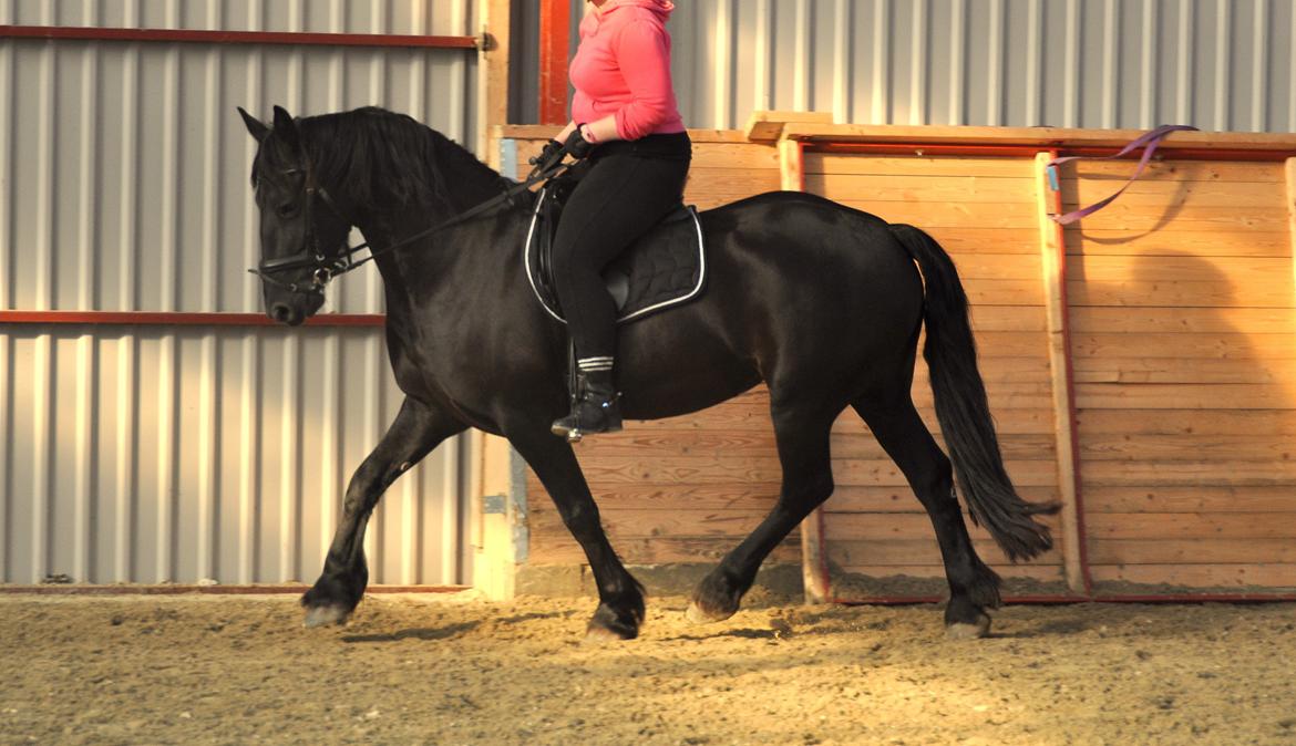 Frieser Tessa - Efterår 12, Foto: Stine L. billede 15