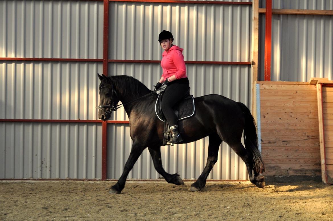 Frieser Tessa - Efterår 12, Foto: Stine L. billede 6