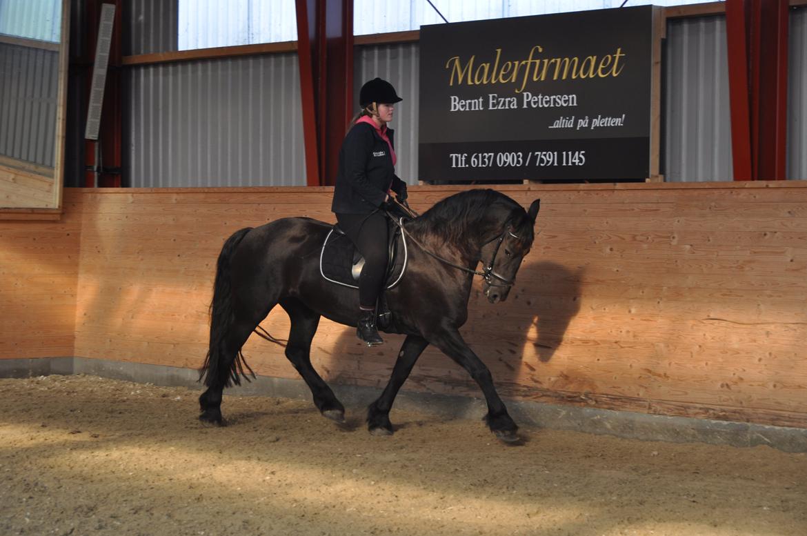 Frieser Tessa - Efterår 12, Foto: Stine L. billede 8