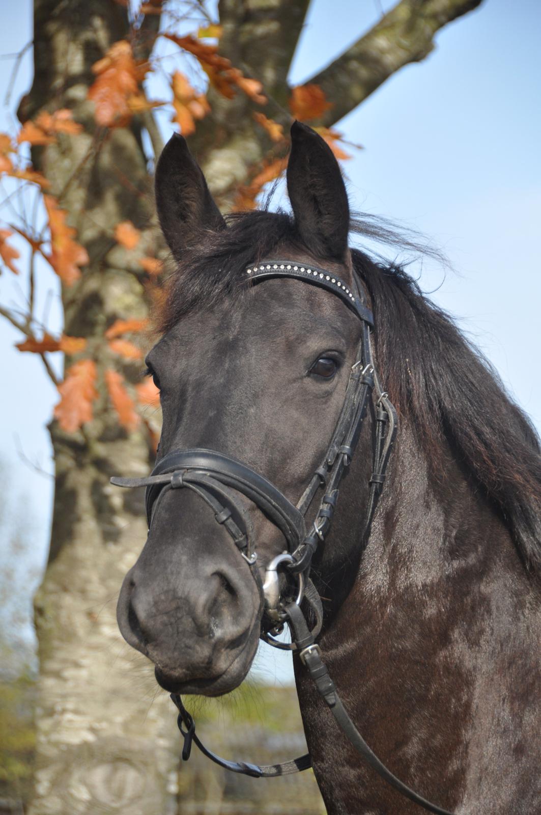 Frieser Tessa - Flotte hest :-) Efterår 12, Foto: Stine L. billede 16