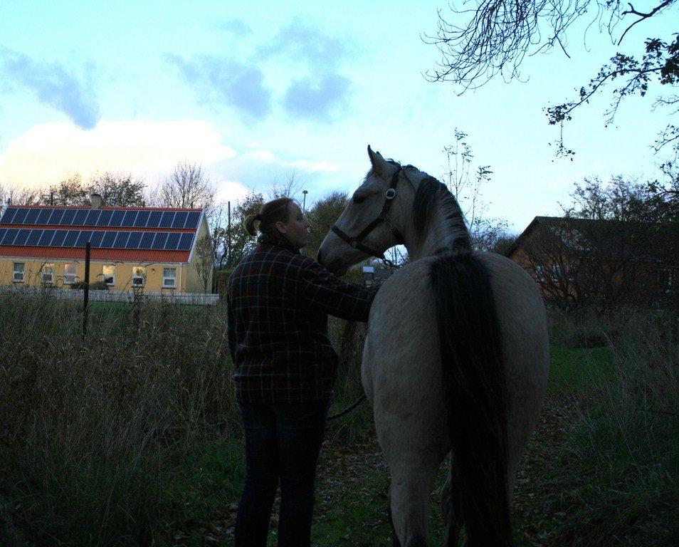 Barockpferd Birkegaards Braveheart R.I.P - Møs min dejlige dreng billede 8