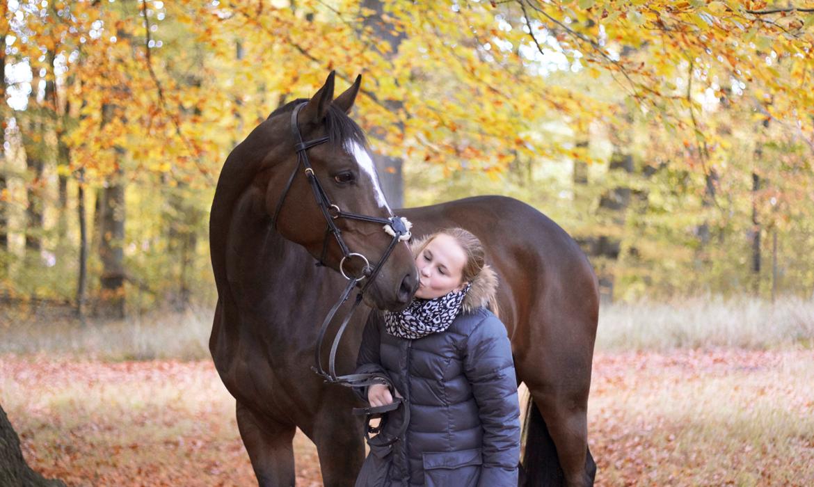 Trakehner Lasse e. Buddenbrock - EFTERÅR med Lasse :) billede 8